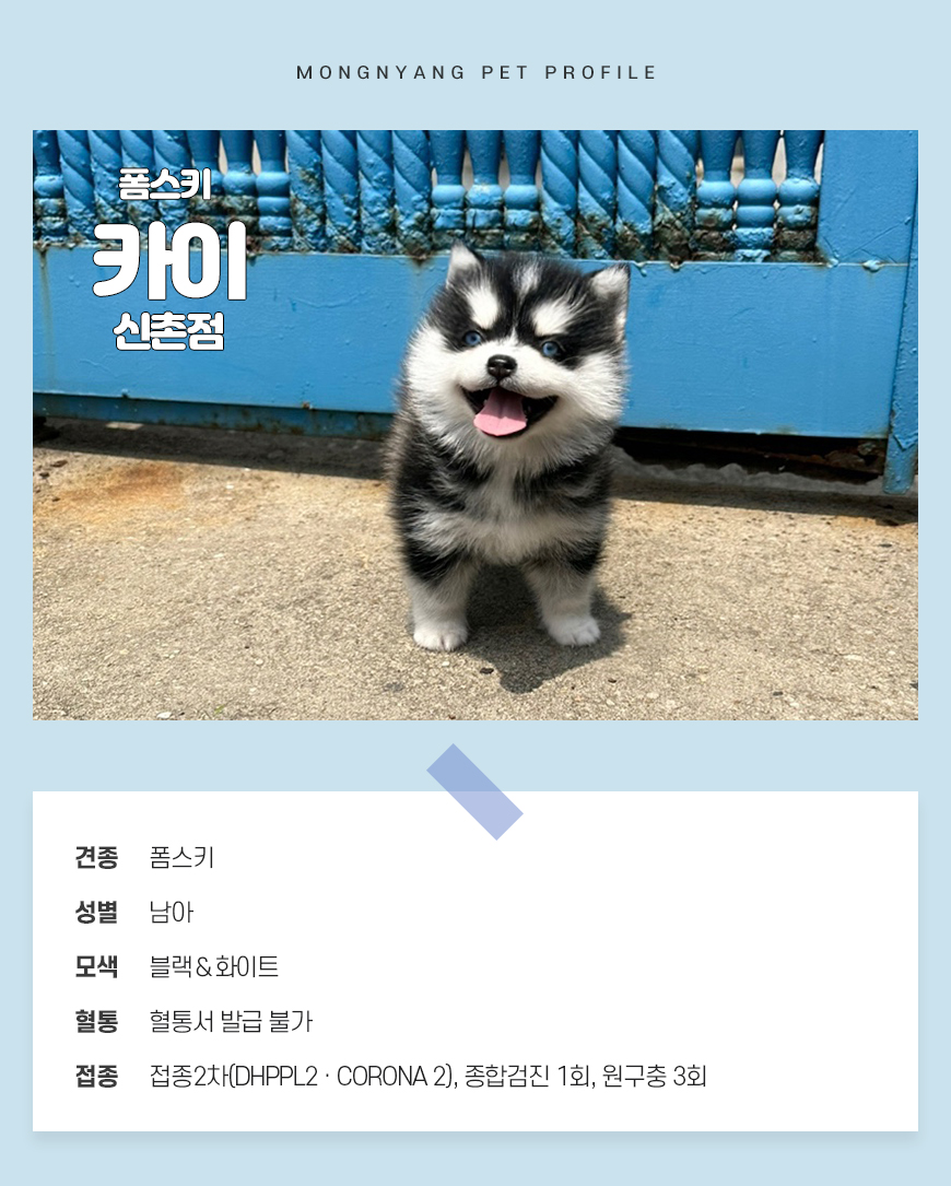 폼스키 분양 - 건강검진 완료 강아지 | 몽냥몽냥