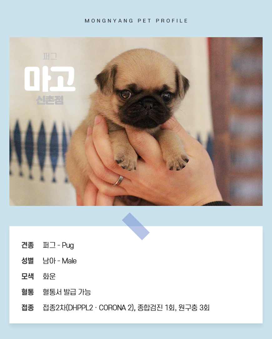 퍼그 분양 - 건강검진 완료 강아지 | 몽냥몽냥