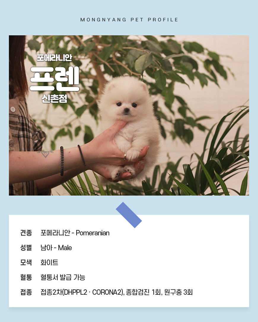 화이트 포메라니안 강아지 분양