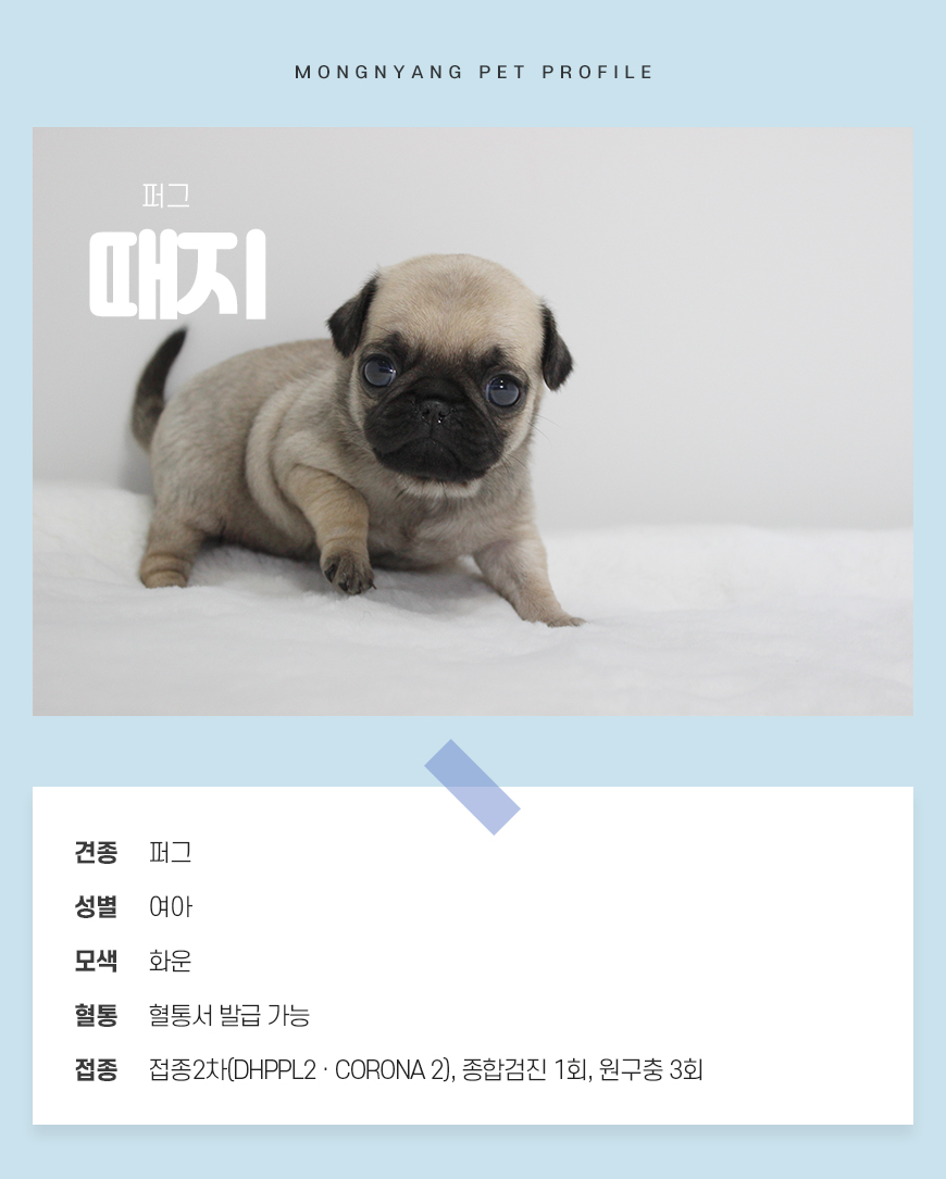 퍼그 분양 - 건강검진 완료 강아지 | 몽냥몽냥