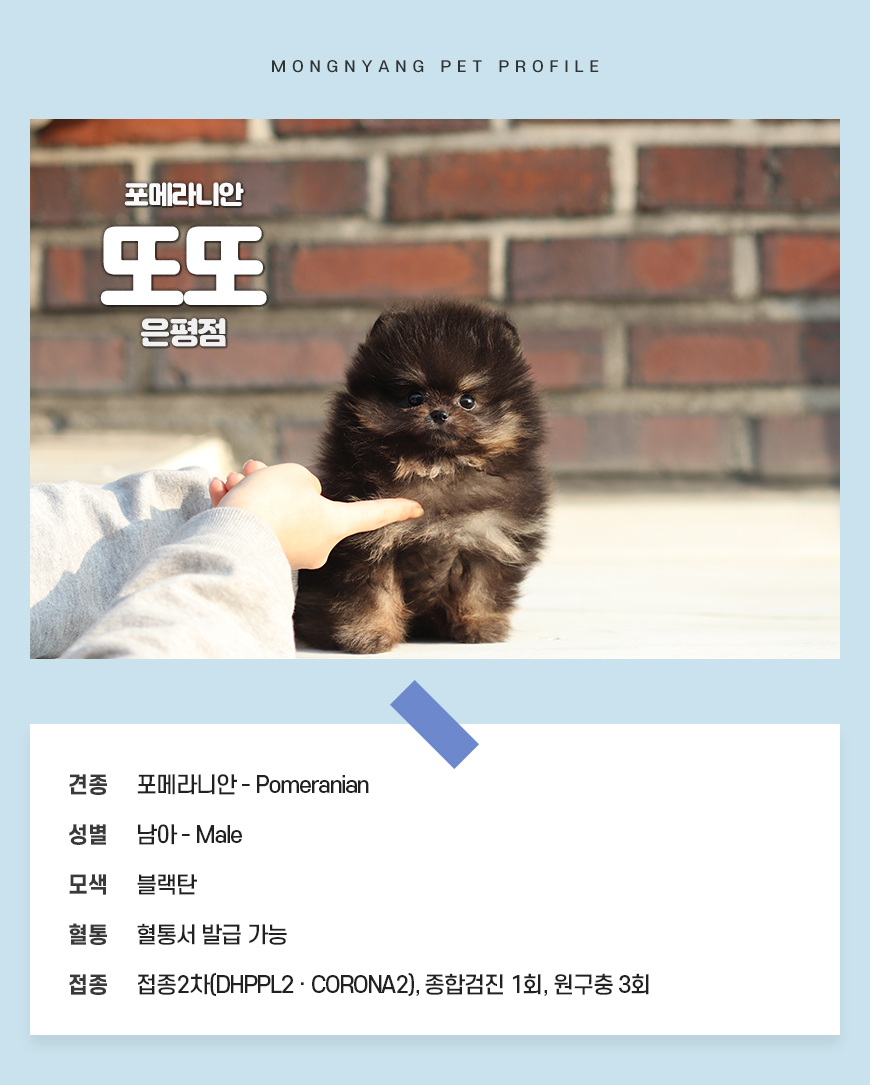 서울 은평 수색 상암 응암 새절 연신내 강아지