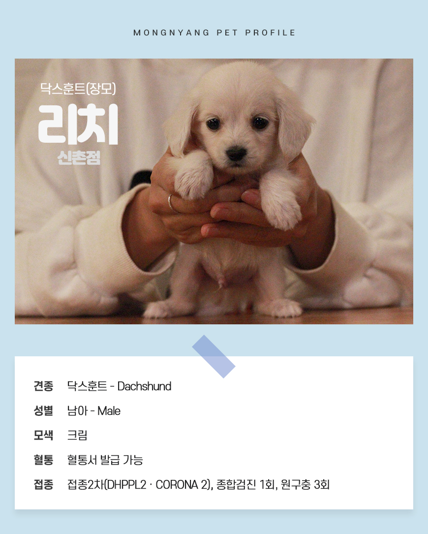 닥스훈트(장모) 분양 - 건강검진 완료 강아지 | 몽냥몽냥