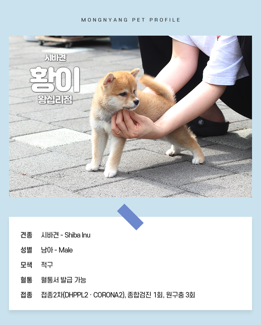 시바견 분양 - 건강검진 완료 강아지 | 몽냥몽냥