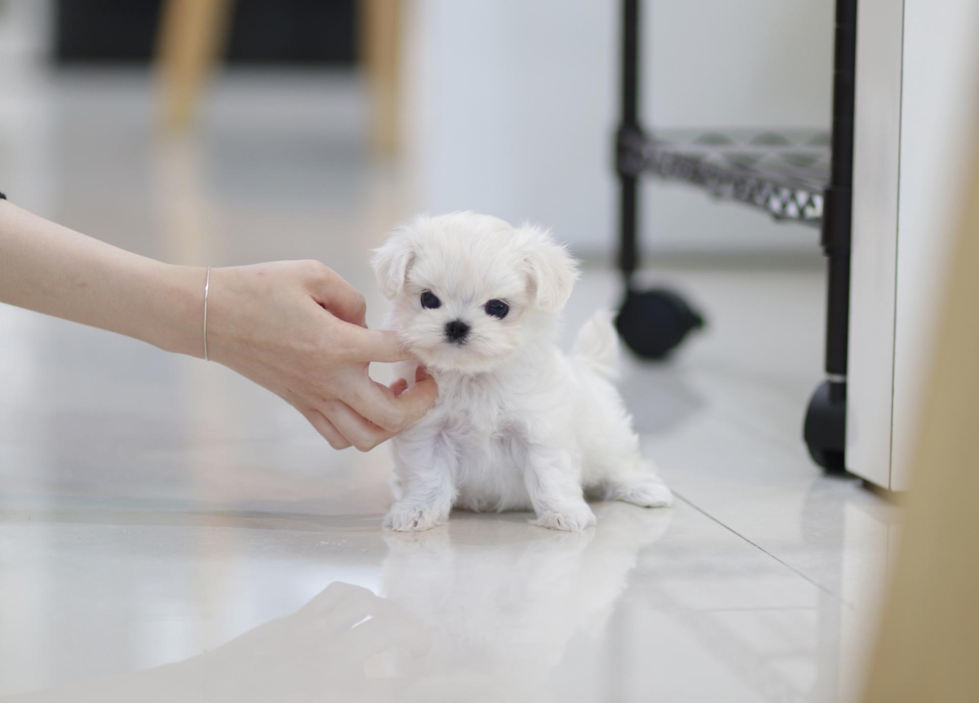 송파강아지분양