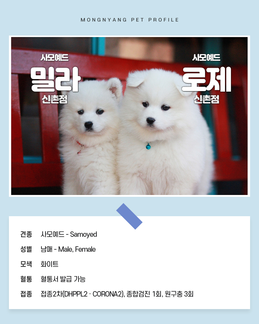 사모예드 분양 - 건강검진 완료 강아지 | 몽냥몽냥