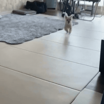 7d4d0896a5e58.gif