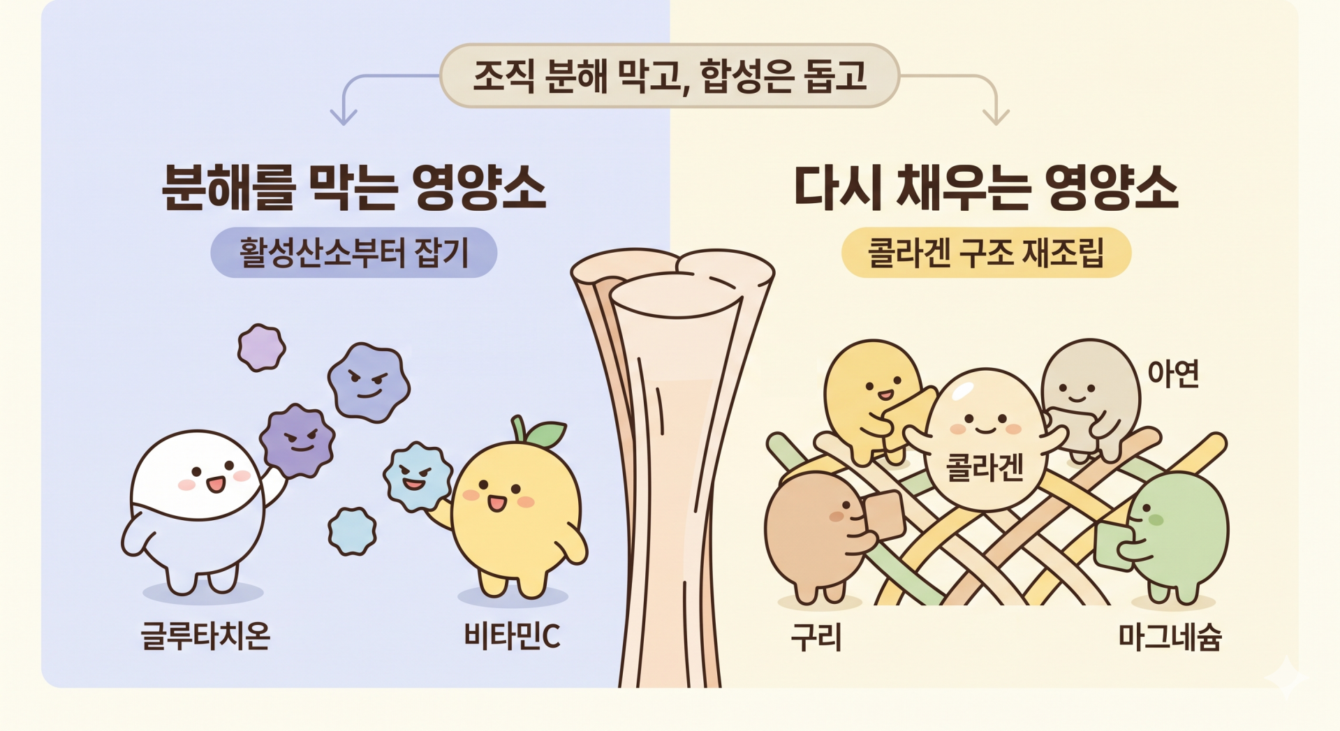 조직 분해는 막고 콜라겐 합성을 돕는 영양소 @nano banana.png