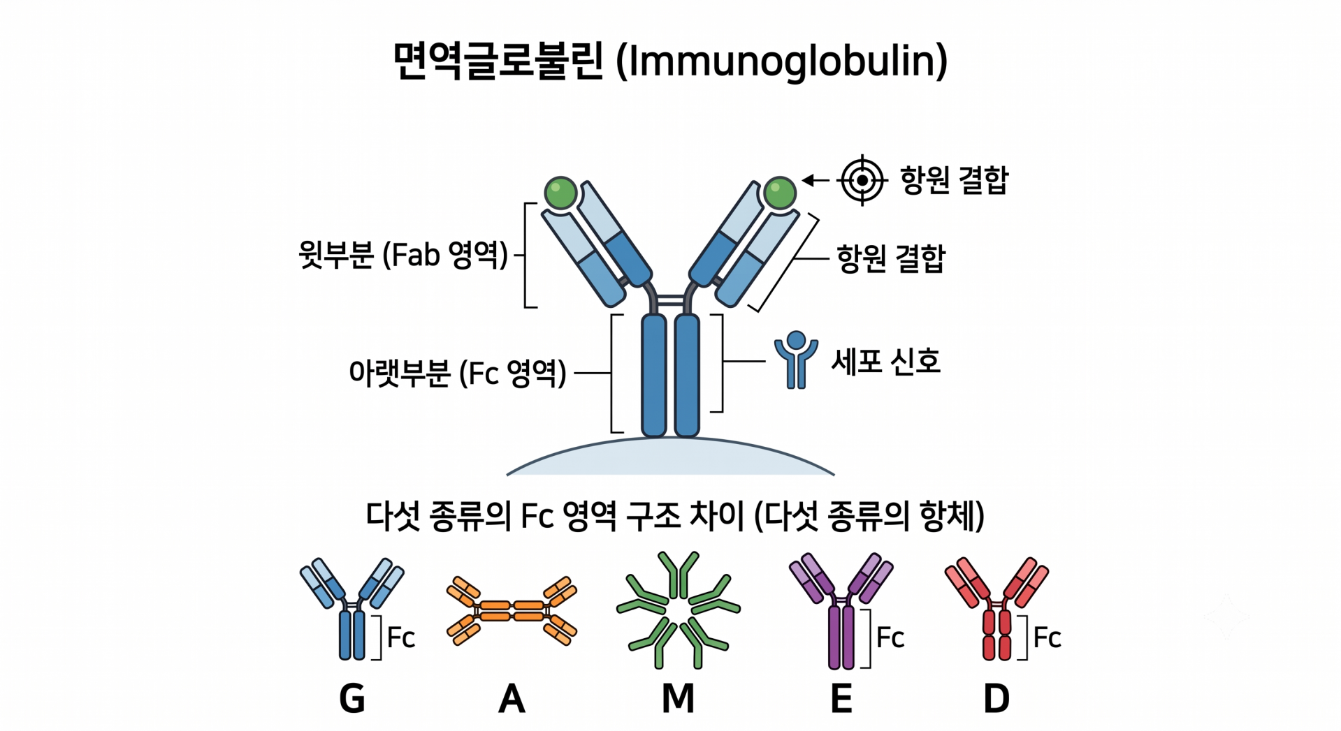 면역글로불린 구조 @gemini
