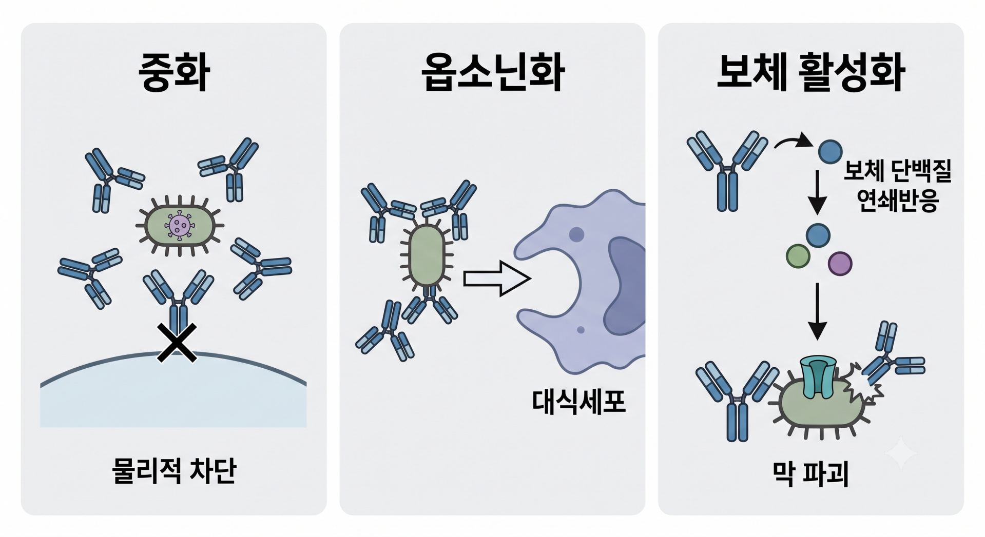 IgG 경로 @gemini.png