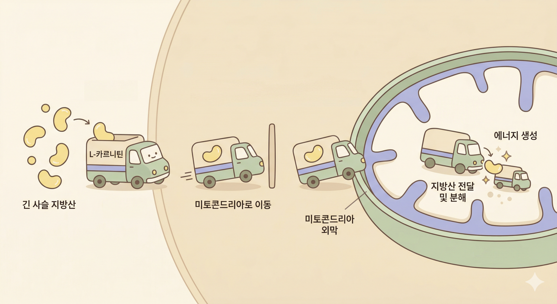 긴 사슬 지방산이 L-카르니틴과 결합해 미토콘드리아 내막을 통과하는 과정 @nano banana