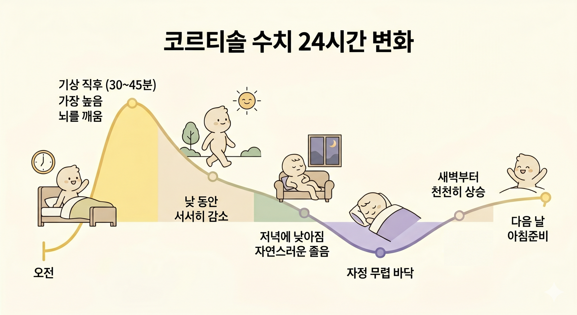 정상적인 코르티솔 수치 변화 @nano banana.png