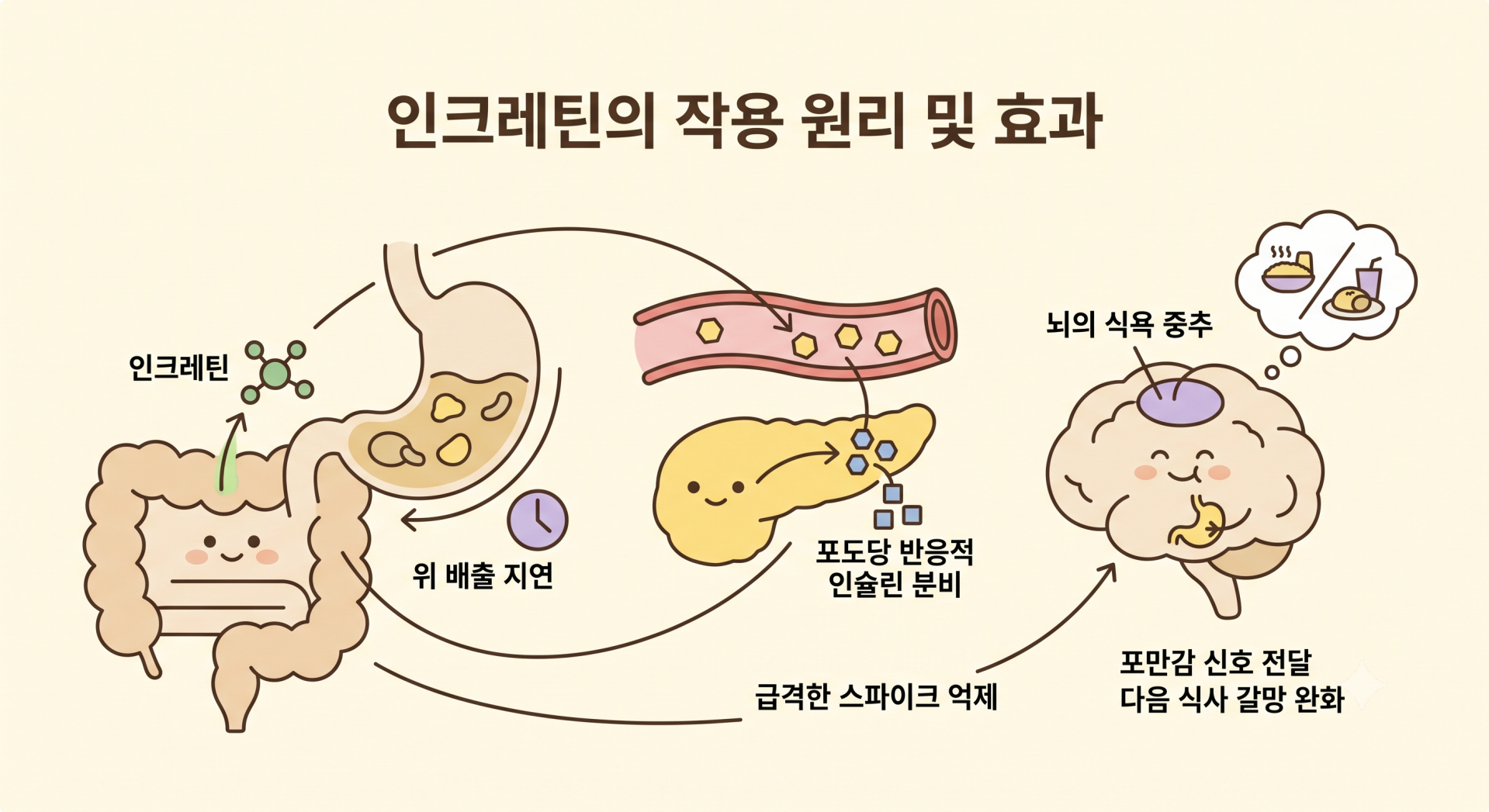 인크레틴의 작용 원리 및 효과 @nano banana