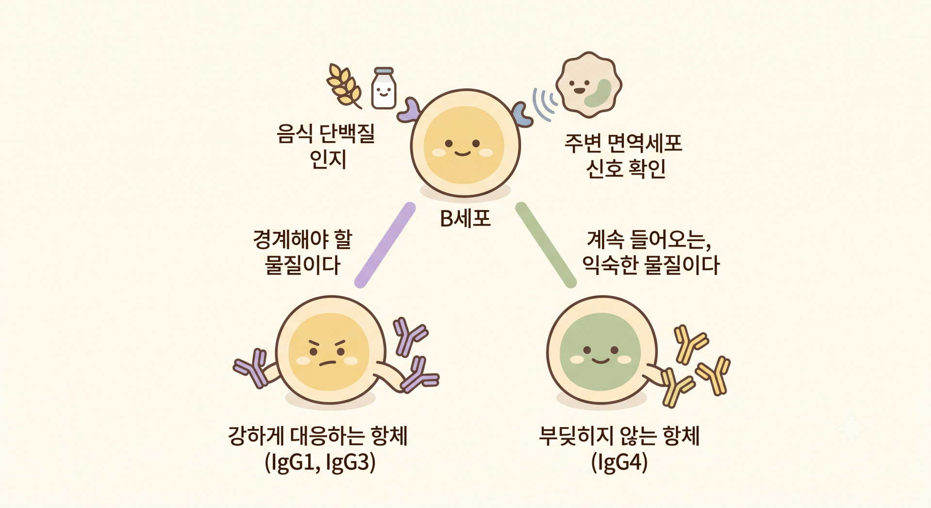 IgG가 만들어지는 과정 @gemini