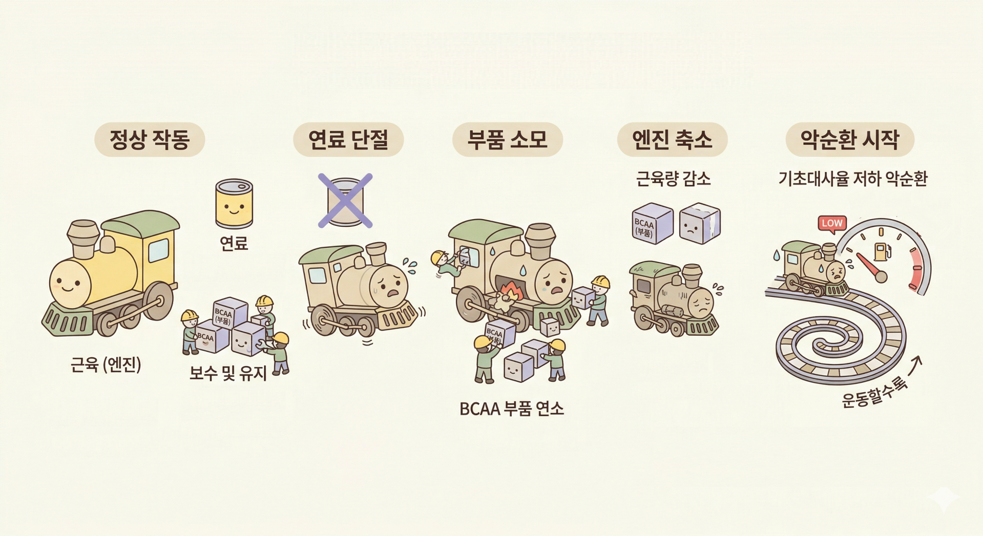 BCAA가 부족하면 기초대사율이 낮아지는 이유 @nano banana.png