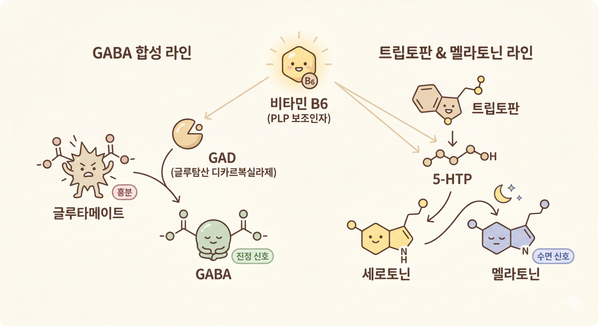 비타민B6가 GABA와 멜라토닌 생성에 미치는 영향 @nano banana.png