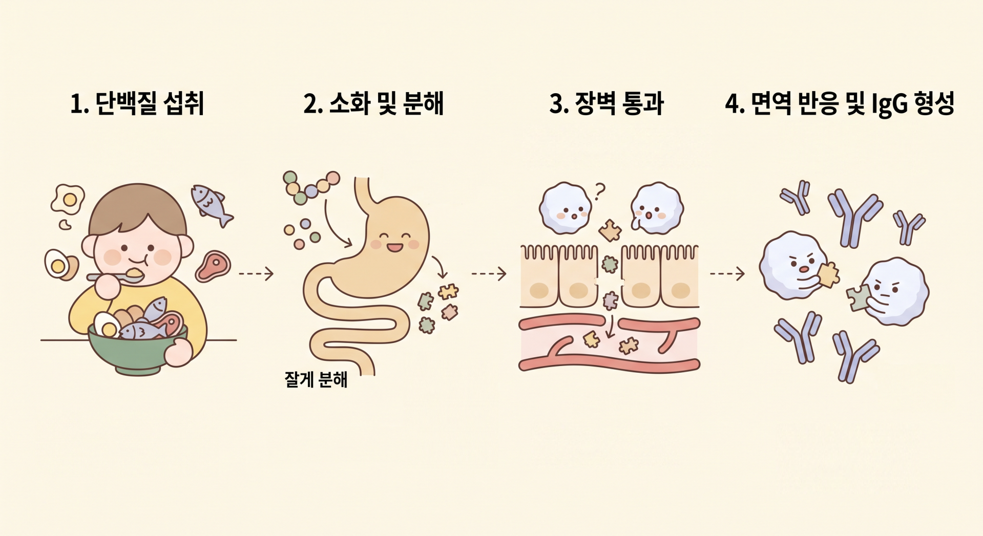음식에 대한 항체가 만들어지는 과정 @gemini