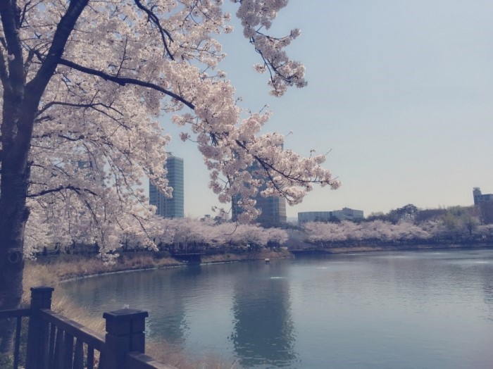 seokchon lake in spring