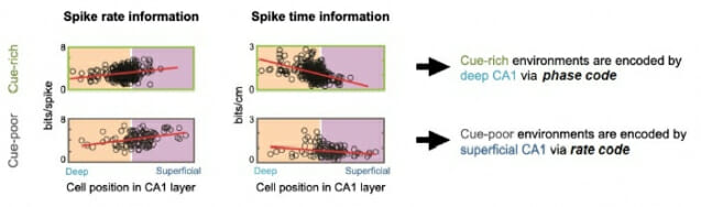 트레드밀 실험 중 세포 활동 기록. 물체가 풍부한 환경은 위상 코드를 통해 깊은 층의 CA1 세포 집단에 의해 부호화되고, 비어 있는 환경은 빈도 코드를 통해 표피 상의 CA1 세포 집단에 의해 부호화되는 경향이 나타난다.