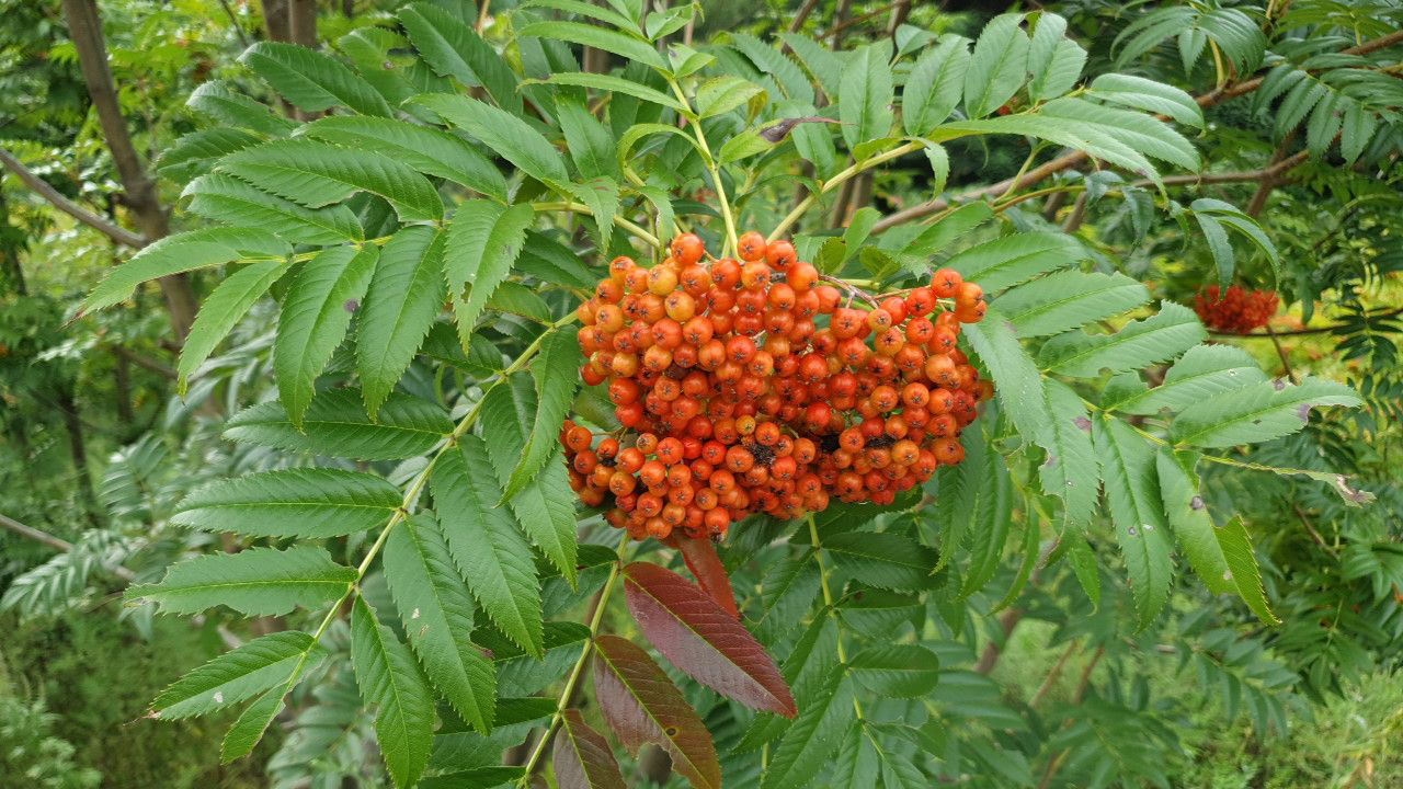 열매 효능 마가목 마가목 열매