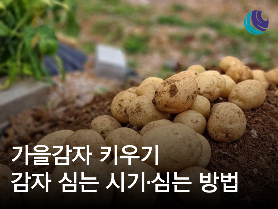 가을감자 심는 시기 알아보기 감자 심는 시기 심는 방법 : 농사정보