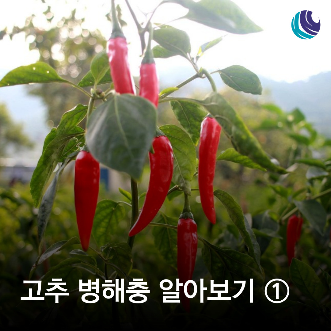고추 병해충 알아보기 2편 - 고추 해충 총채벌레 진딧물 담배나방 담배거세미나방 파밤나망 잎응애 등 : 농사정보