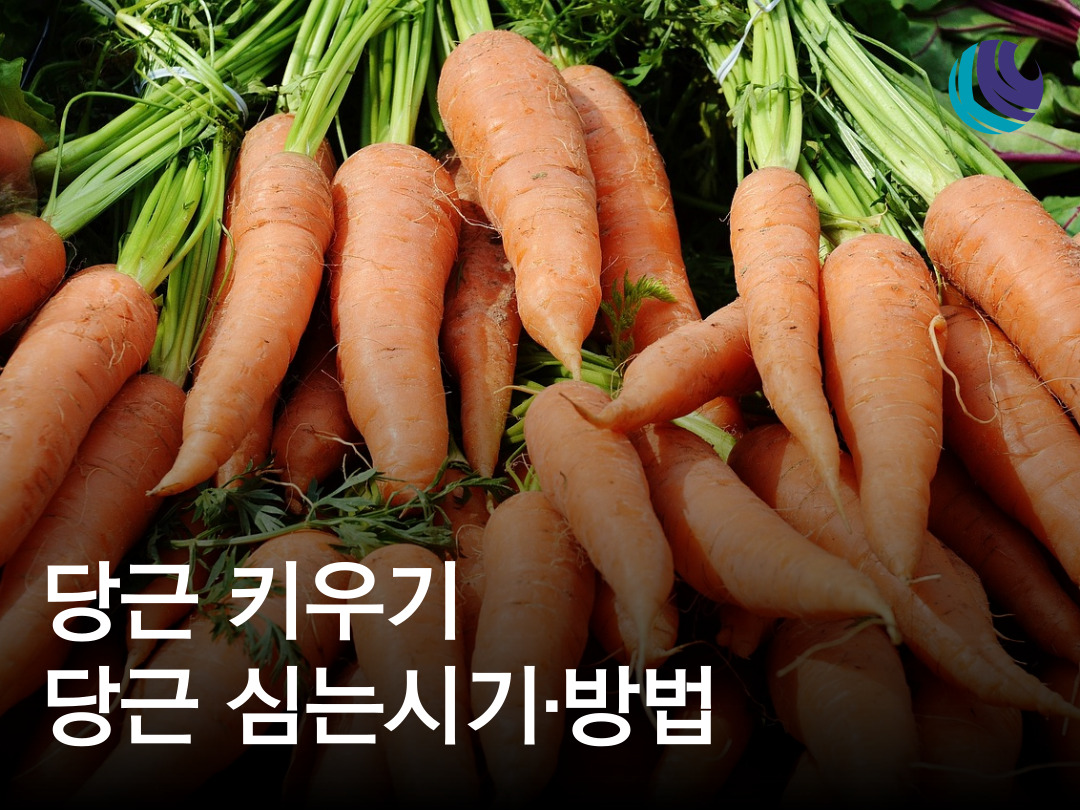 당근 키우기 - 당근 심는 시기와 심는 방법 : 농사정보