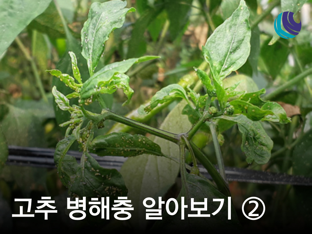 고추 병해충 알아보기 2편 - 고추 해충 총채벌레 진딧물 담배나방 담배거세미나방 파밤나망 잎응애 등 : 농사정보