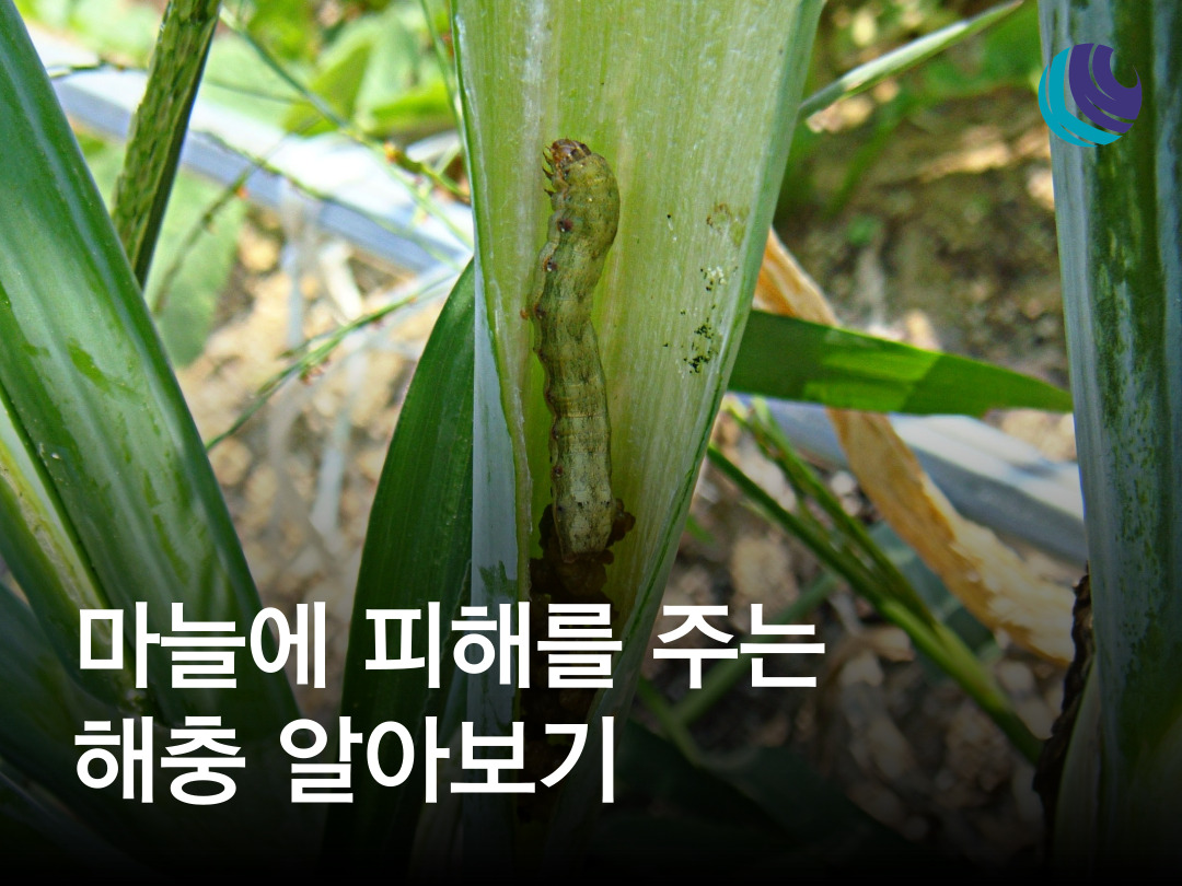 마늘 해충 알아보기 - 고자리파리 뿌리응애 선충 파밤나방 담배거세미나방 총채벌레 방제 : 농사정보