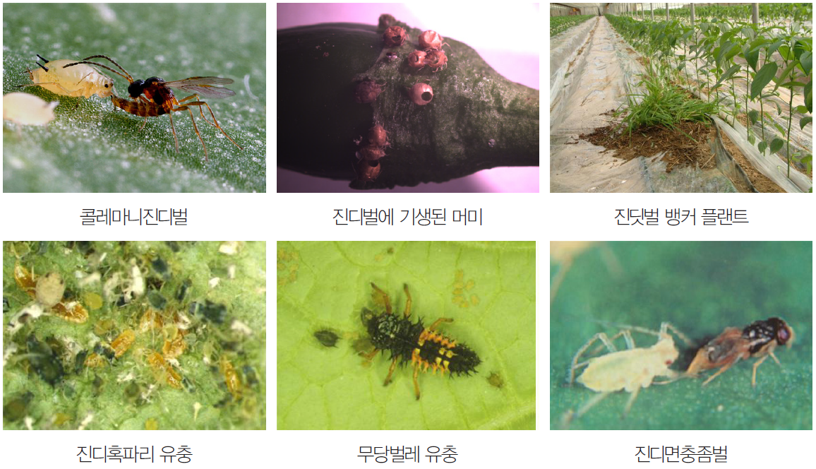 고추 병해충 알아보기 2편 - 고추 해충 총채벌레 진딧물 담배나방 담배거세미나방 파밤나망 잎응애 등 : 농사정보