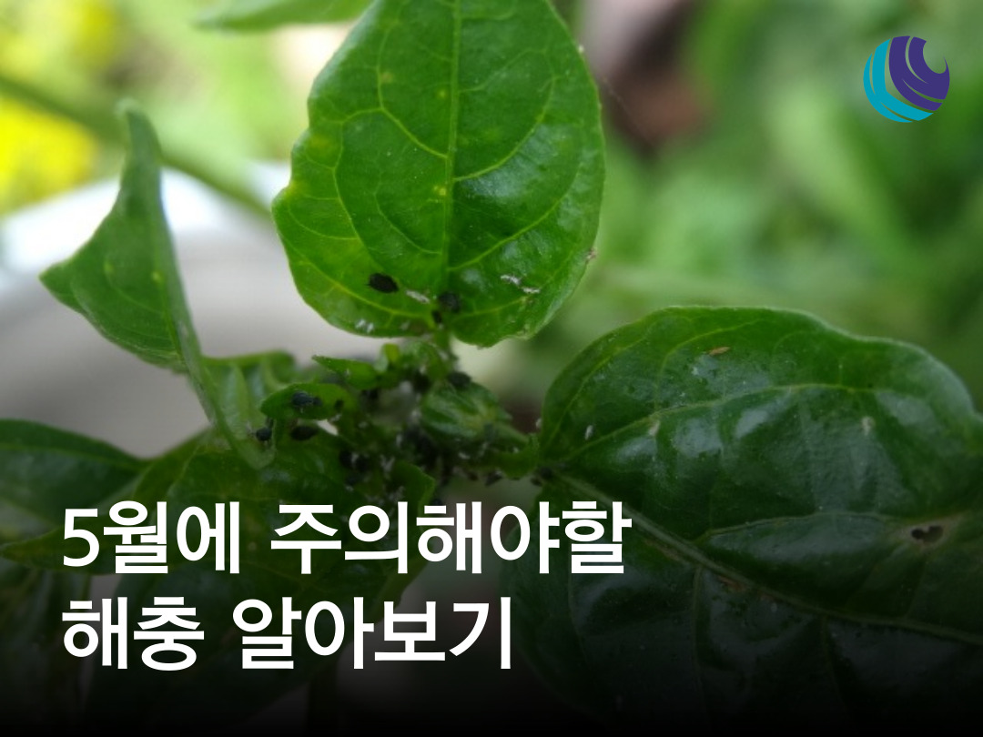 5월에 유의해야 할 해충 알아보기 : 농사정보