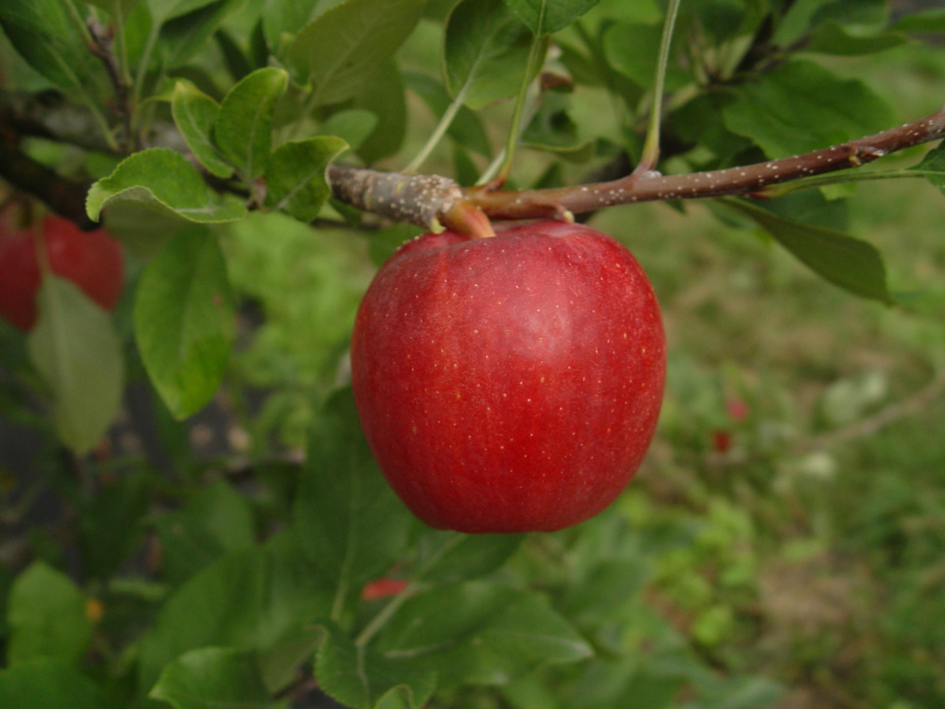 우리 품종 이야기 - 다양한 우리 사과 / 아리수 썸머킹 감로 이지플 황옥 루비에스 골든볼 등 : 농식품정보