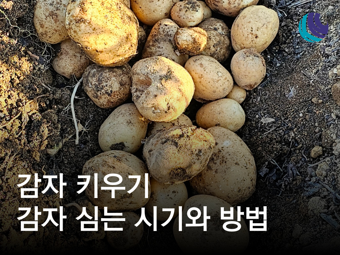 감자 심는 방법과 감자 심는 시기 알아보기 : 농사정보