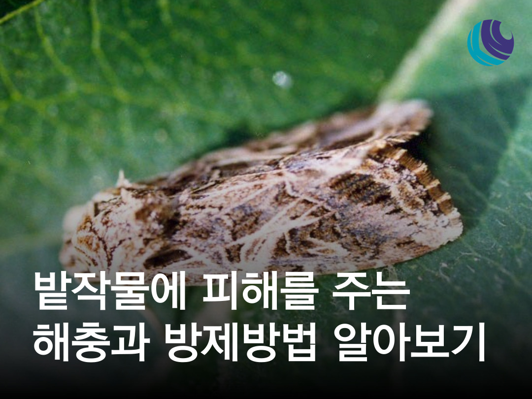 밭작물 해충 피해를 막는 방법은? : 농사정보