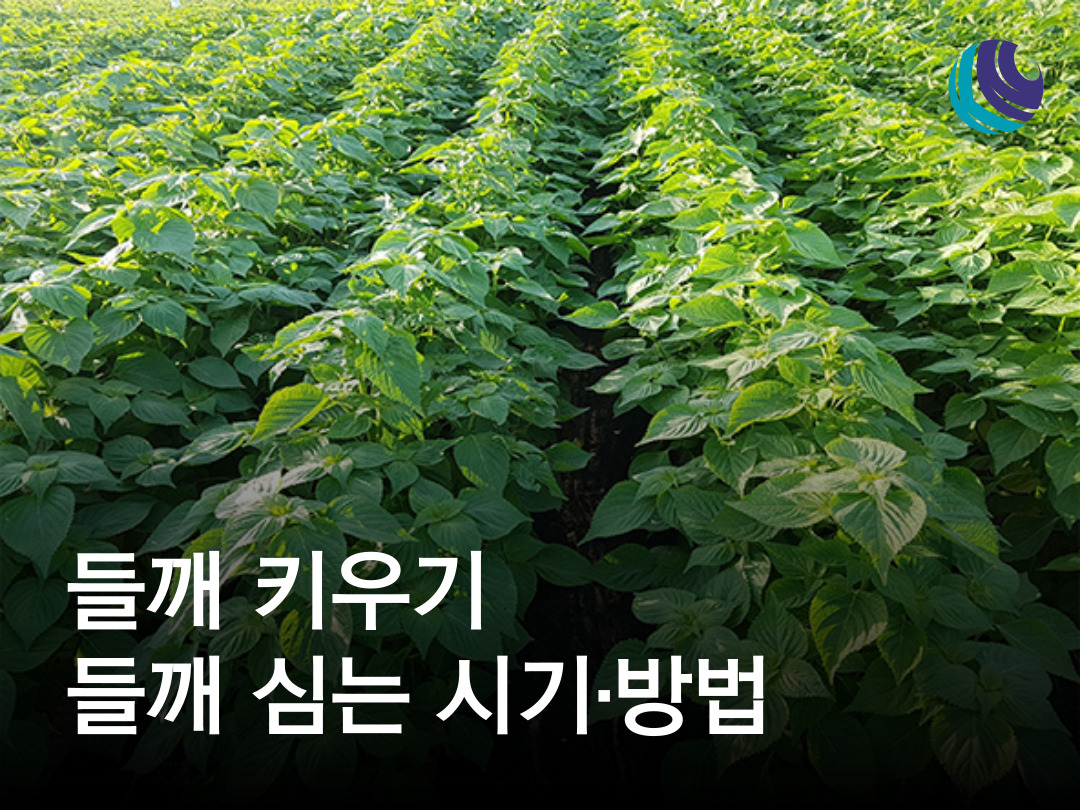 놓치면 후회! 들깨꽃 시기 완벽 가이드: 개화부터 활용법까지