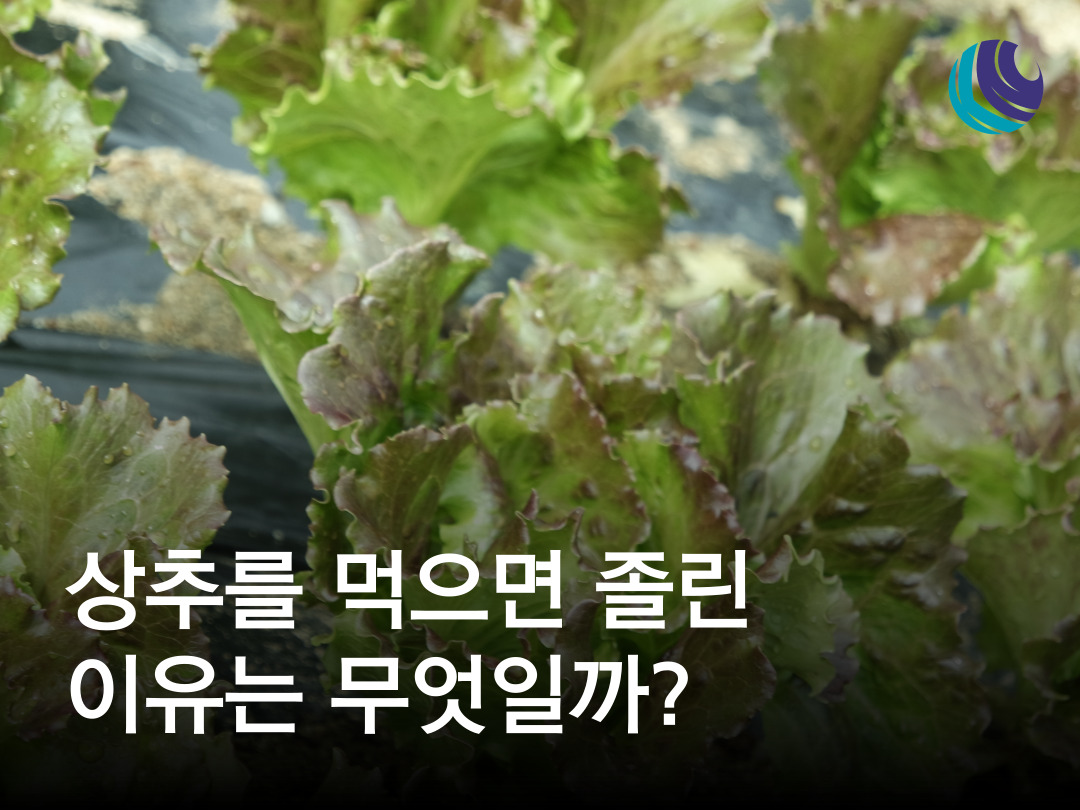 상추를 먹으면 졸린 이유는? 상추 영양성분과 효능 : 농식품정보