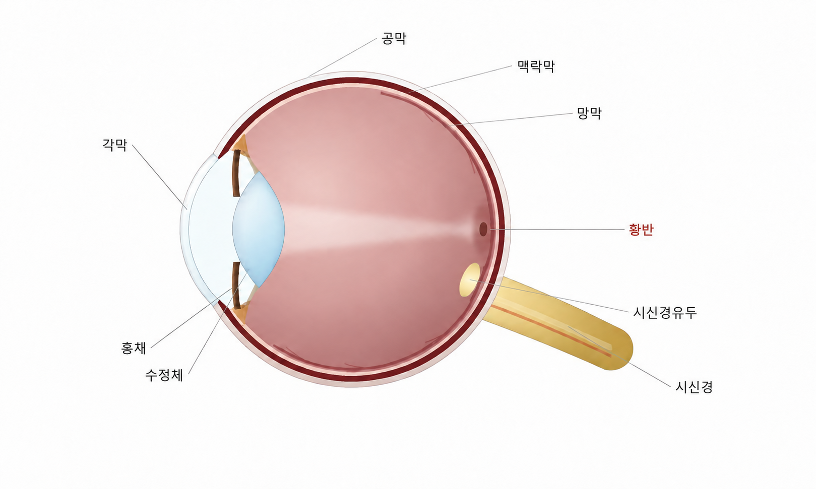 망막은 눈 뒤쪽의 빛을 감지하는 조직, 황반은 그 중심에서 세밀한 시력을 담당하는 부위입니다