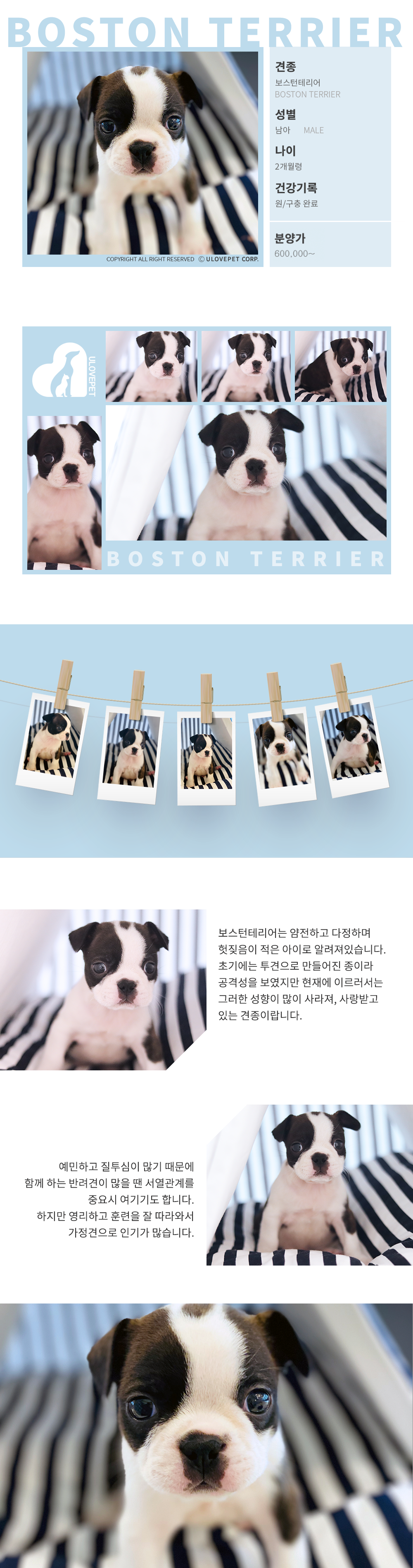 보스턴테리어 Boston Terrier♂ : 강아지분양