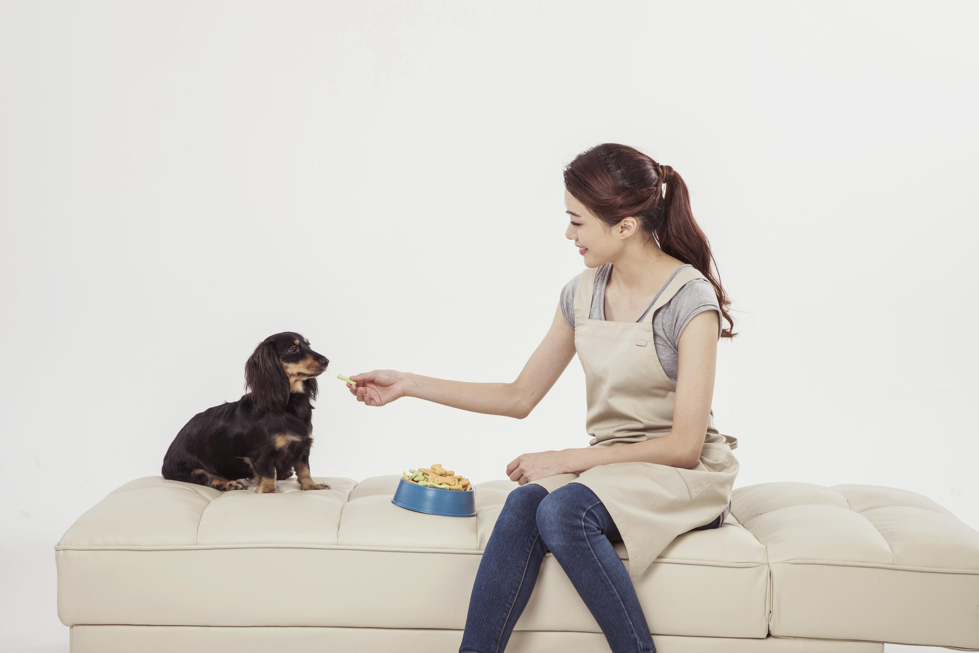 강아지가 당기지 않도록 훈련시키는 방법