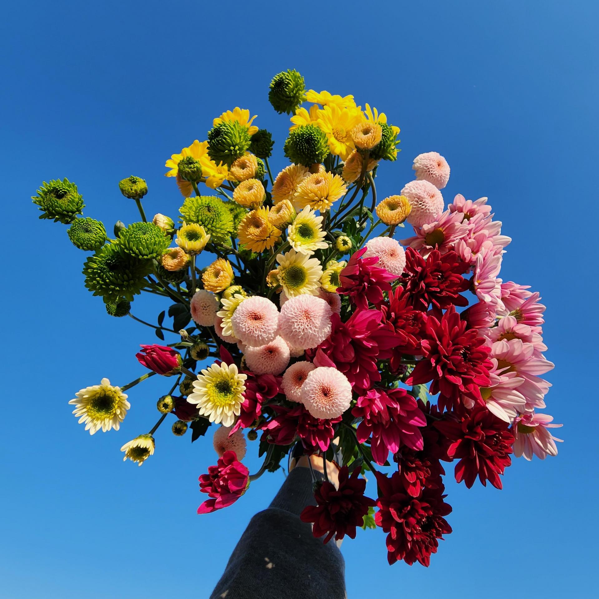 꽃양꽃색의 제철 꽃 : 농사펀드