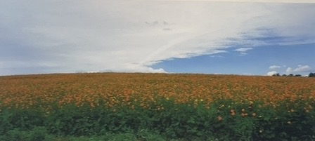 1ed72b7d5b1c8.jpg