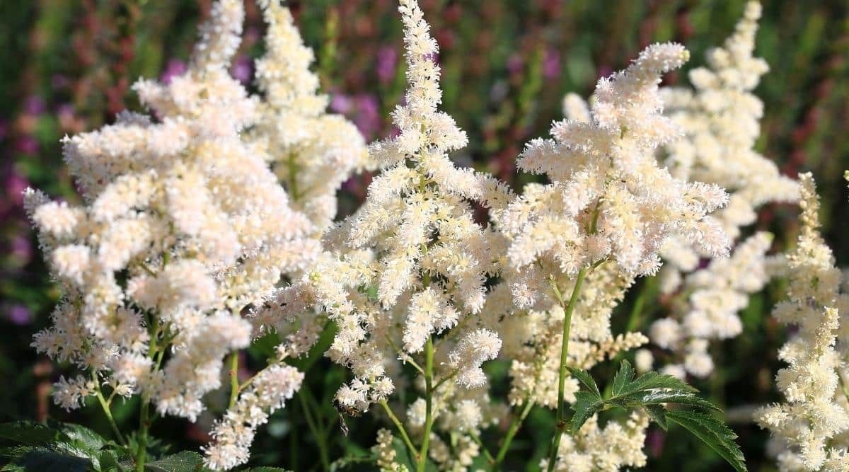 아스틸베 도이치란드