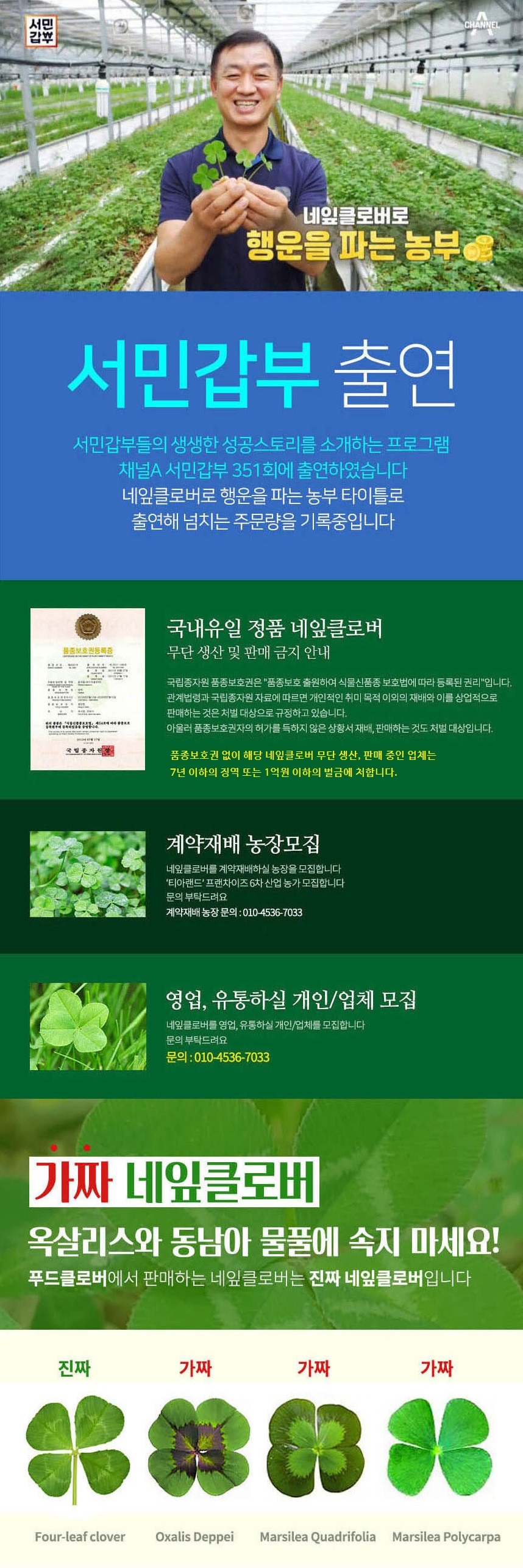 생생정보 푸드클로버 식용 네잎클로버 (작은잎) 생잎 토핑 데코용 50잎