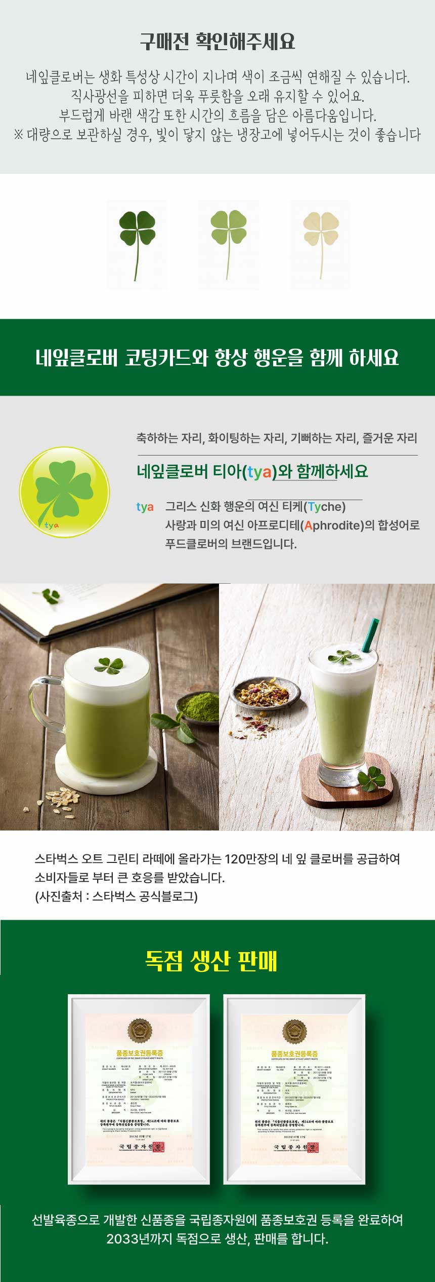 진짜 생화 네잎클로버 [럭셔리 골드 메세지] 코팅카드