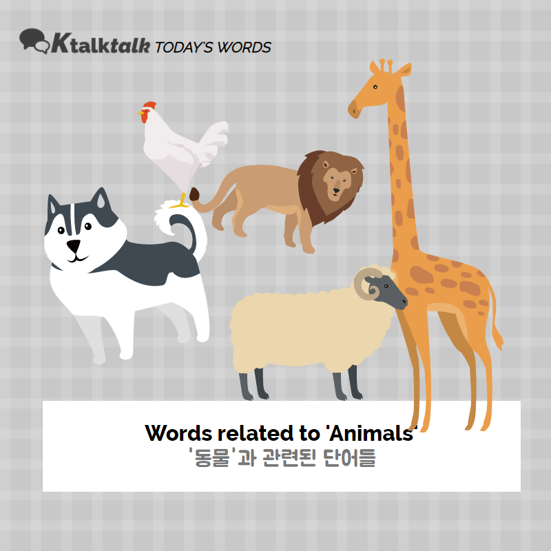 ] Words : 동물과 관련된 단어들 (Words related to Animals) : Ktalktalk  Studylog - Korean study materials for you