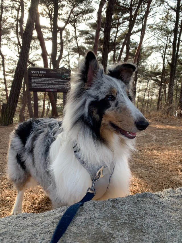 47da96227132c.jpeg