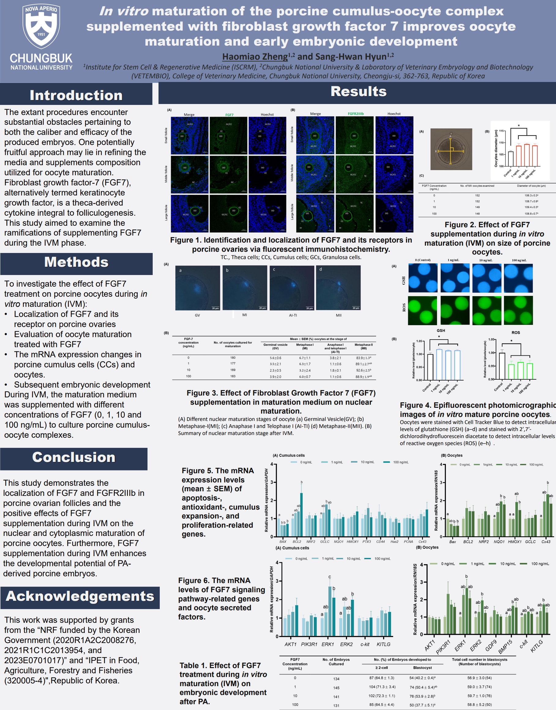 [P55] In vitro maturation of the porcine cumulus-oocyte complex ...