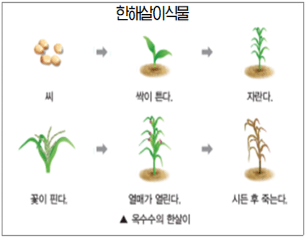 [와이즈만 수지센터] 우리 식물학자처럼 관찰 보고서를 작성해 보아요! : 와이즈만/와이키즈 센터들의 소식