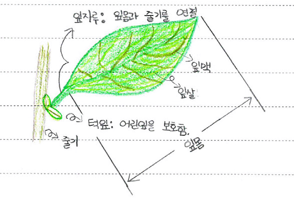 봄을 기다리며 씩씩하게 지내는 나무와 식물들 : Why브러리