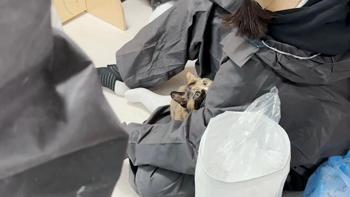 36c027603b16e.gif