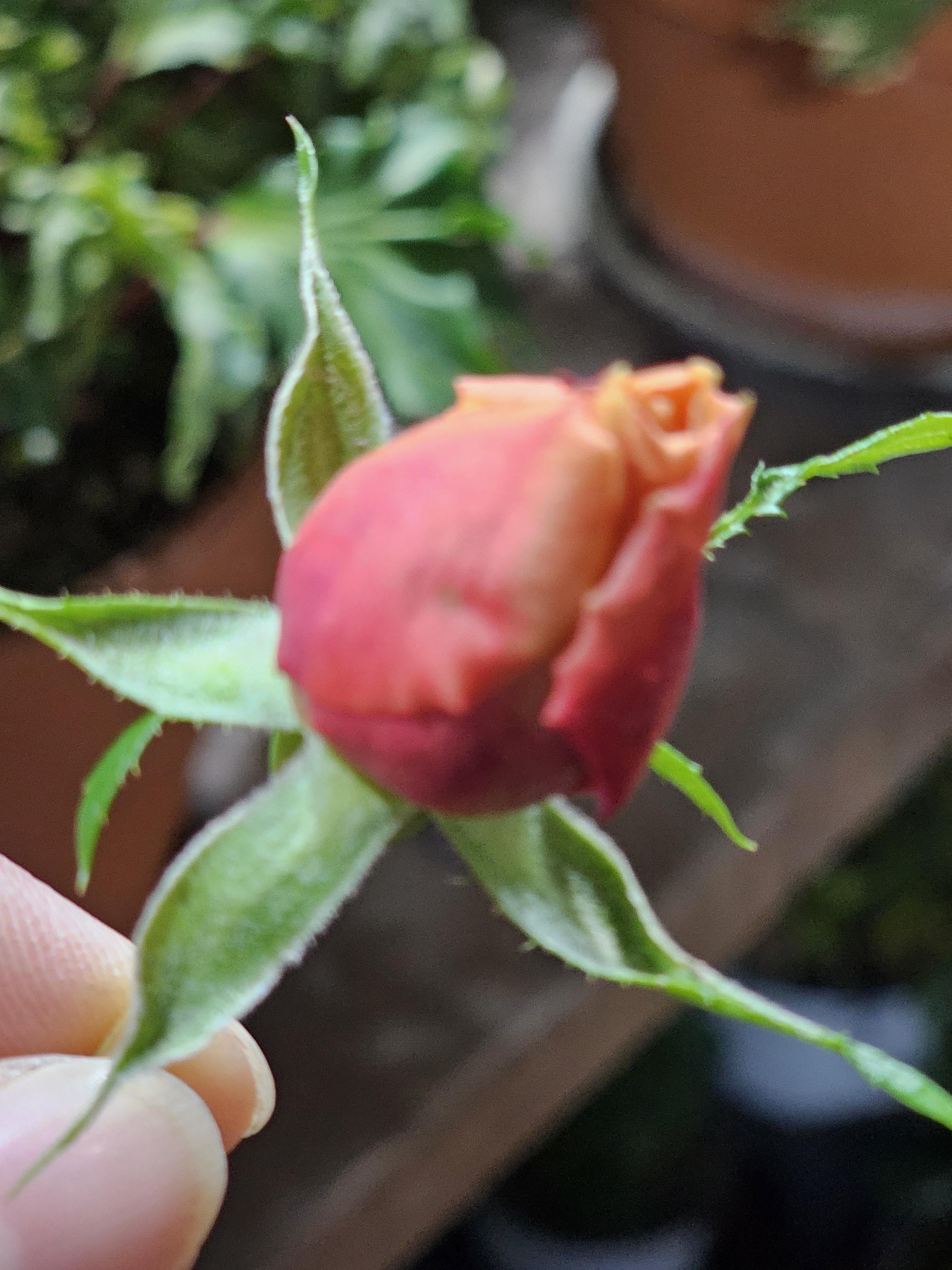4f627f7fd91a1.jpg